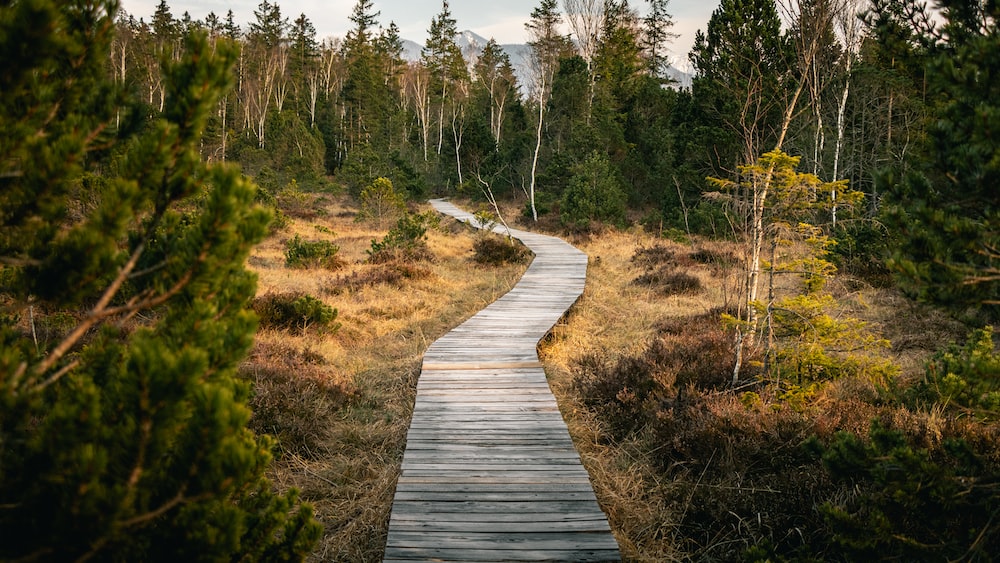 Mindful Walking Path Amidst the Forest