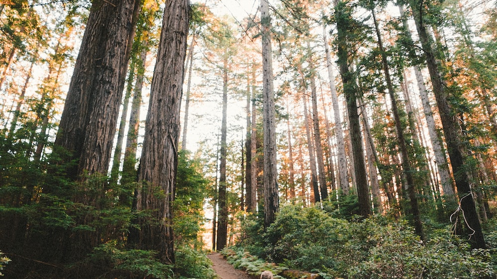 Mindful Walking amidst nature's embrace