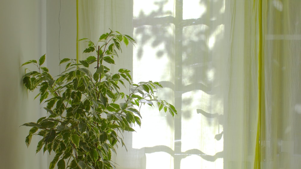 Morning sunlight through dining room curtain