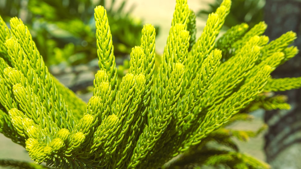 Natural Beauty: A Close-Up of Lush Green Leaves