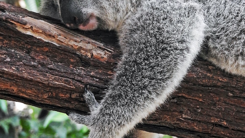 Peaceful Slumber: Mindfulness and Sleep with a Koala Bear