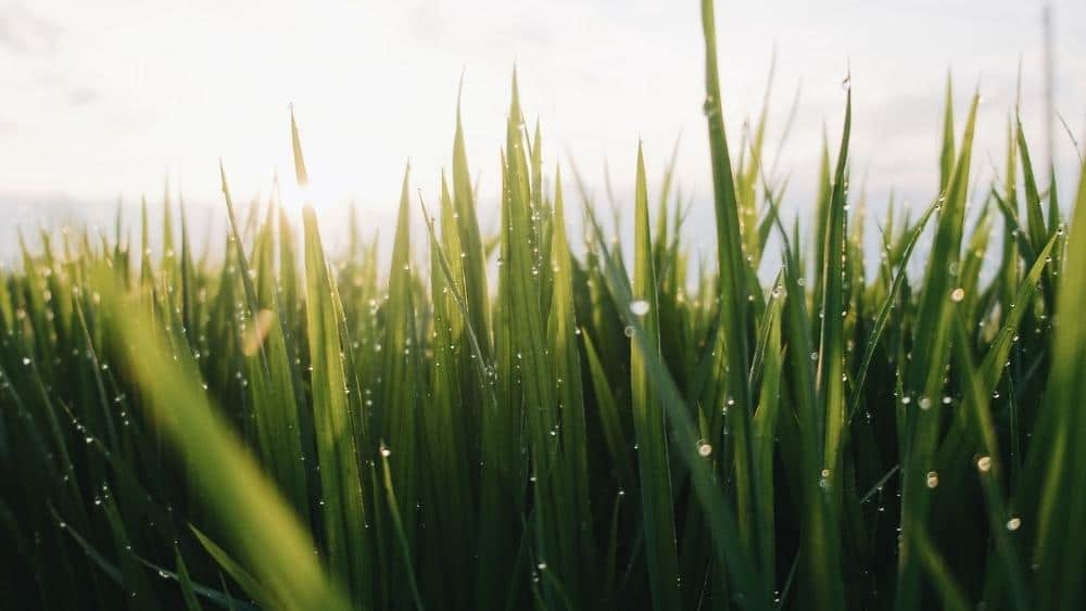 Procreate Grass Brush