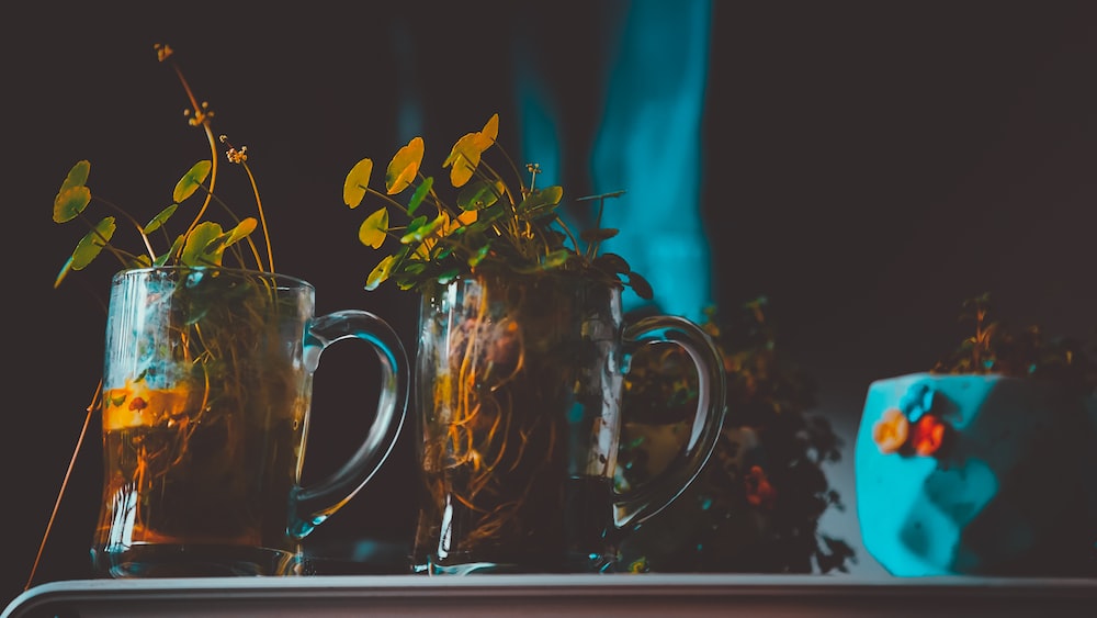 Promoting Growth and Success: Green Leafed Plants in Glass Tankards