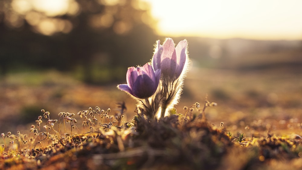 Purple Pasque: Symbolizing Growth and Trustworthiness in the Workplace