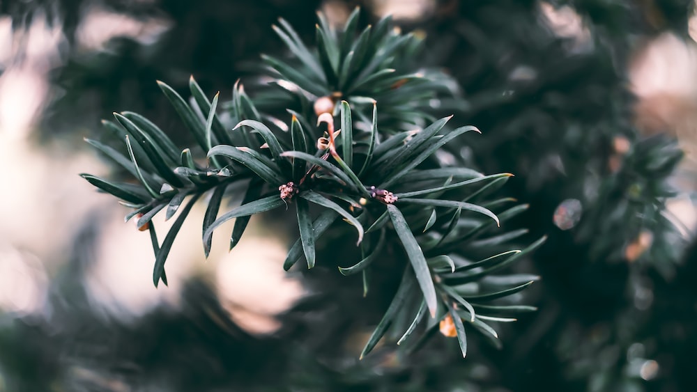 Pursuing Growth: Close-up of a Pine Tree Branch