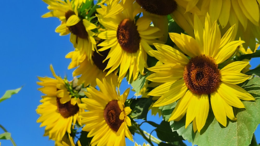 Radiating Self-Worth: A Group of Sunflowers