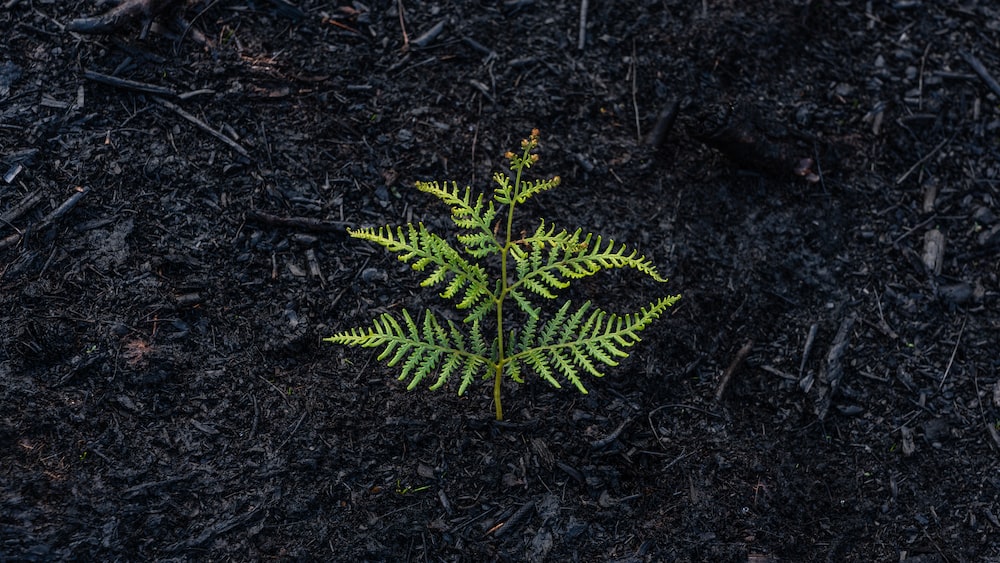 Recovery Illustrated: A Fern's Resilience Amidst Bushfires
