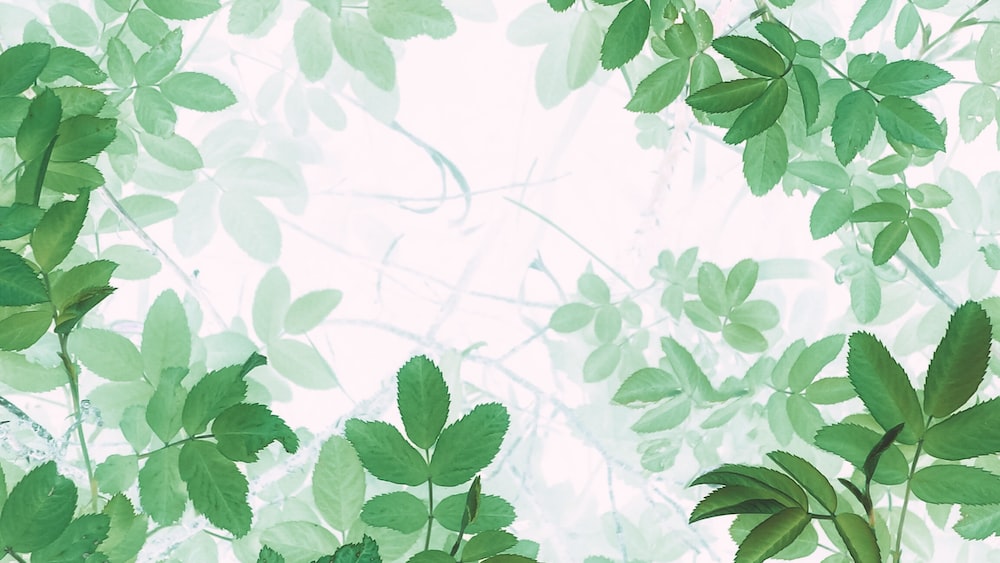 Refreshing Green Leaf: Harnessing Emotional Intelligence