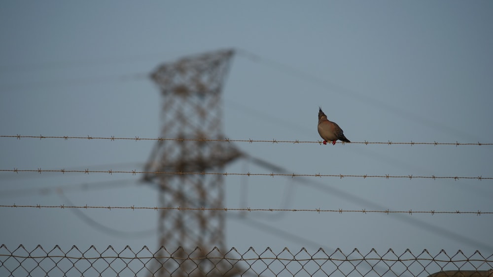 Resilient Pigeon Perched on Barbed Wire Fence.