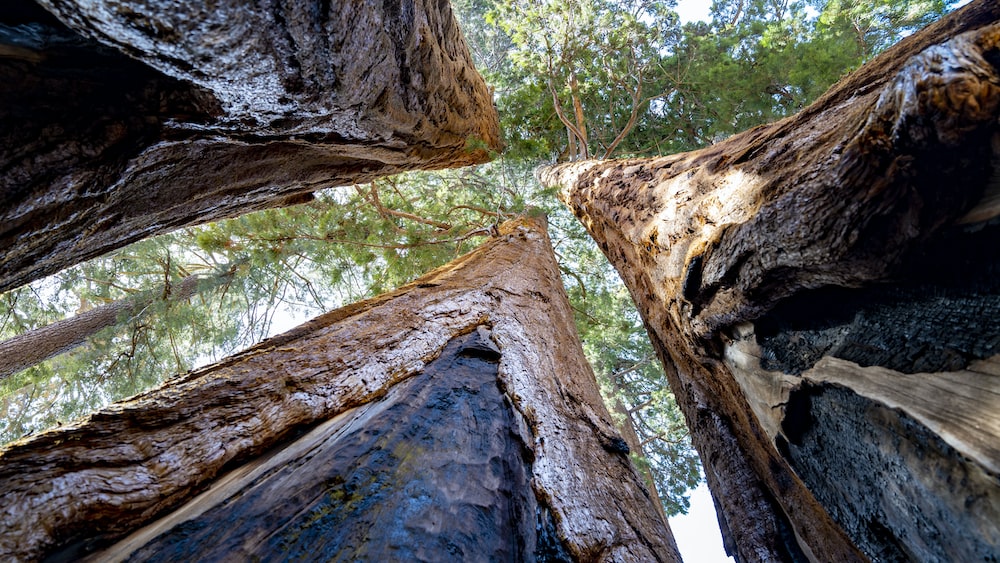 Resilient Sequoias standing tall amidst a forest fire