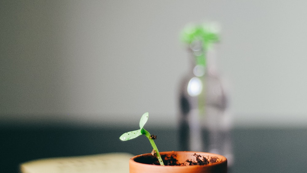 Self Growth in Nurturing a Thriving Plant