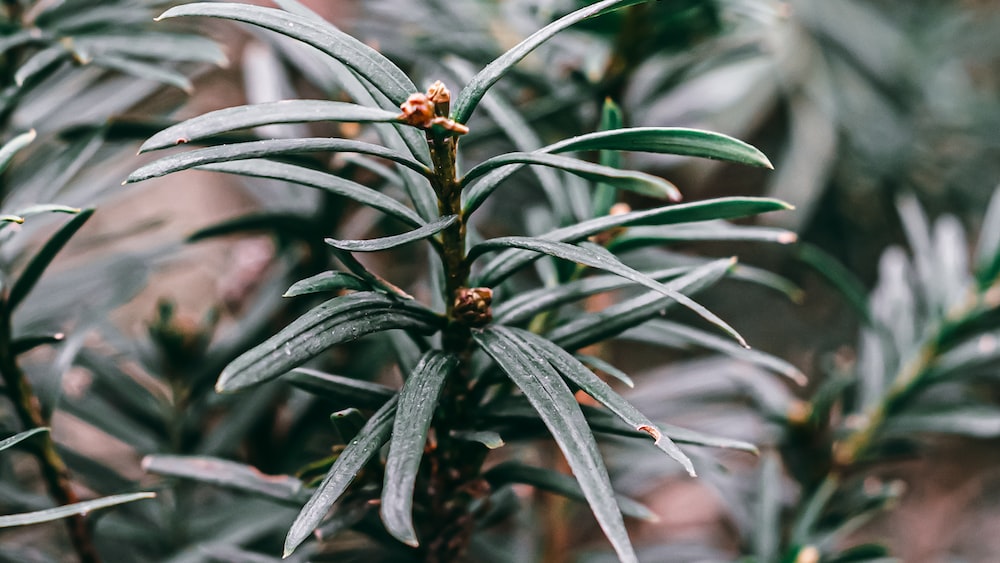 Self Growth through Nature's Beauty: A Close-up of a Pine Tree with Abundant Leaves