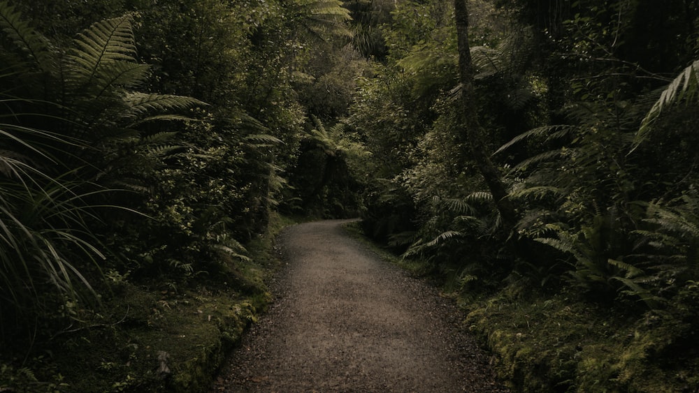 Self Improvement and Self Growth: Overgrown Green Leaf Plants beside the Road