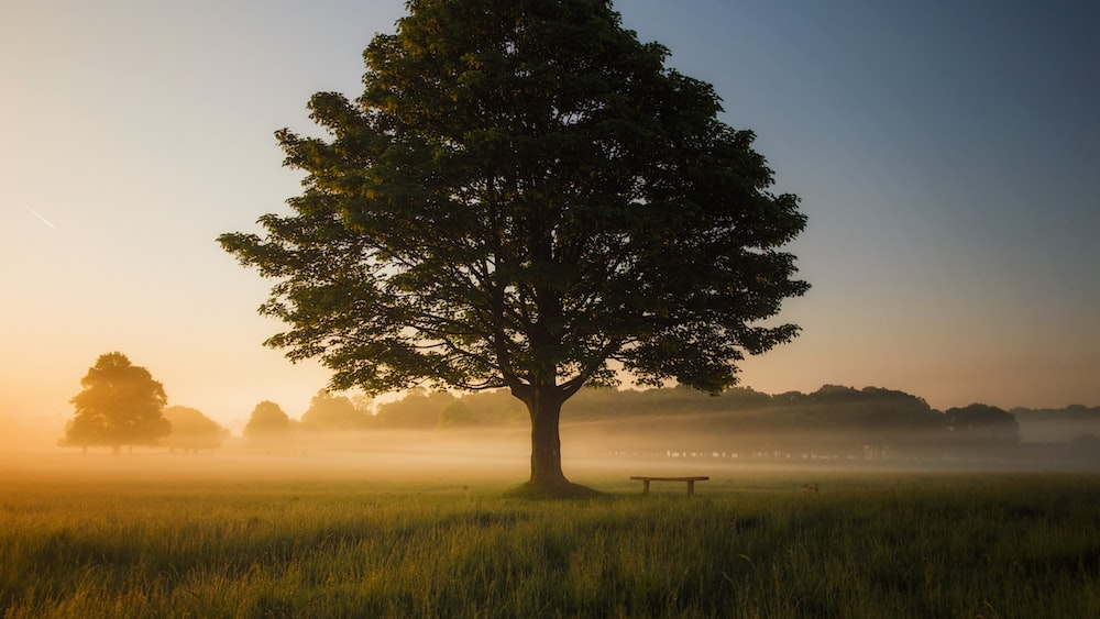 Serene Mindfulness in the Misty Richmond Park