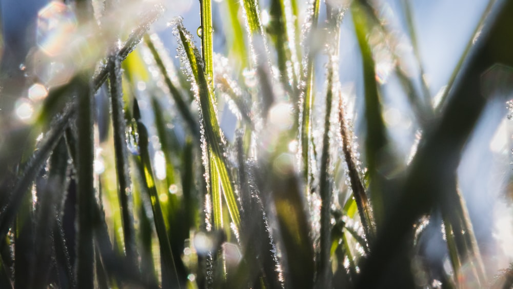 Sparkling Ice Crystals: Embracing Growth and Taking Responsibility