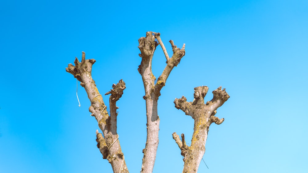 Unveiling the Natural Beauty: A Bare Tree Against a Blue Sky