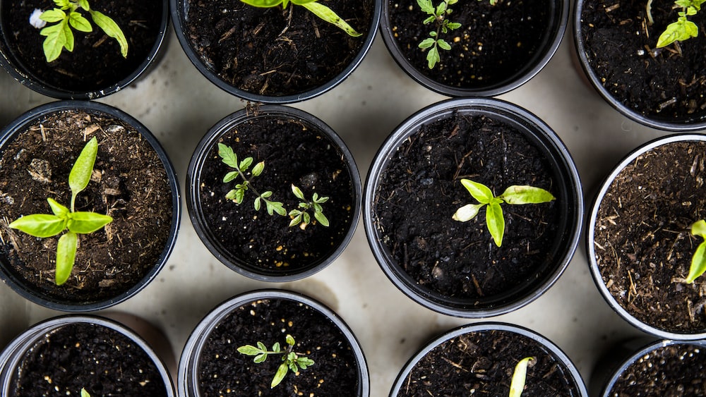 Urban Gardening: Growing Self-Supporting Tomatoes