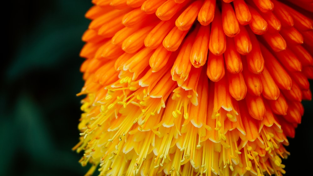 Vibrant Macro Shot: Inspiring Self Growth with Orange Flowers