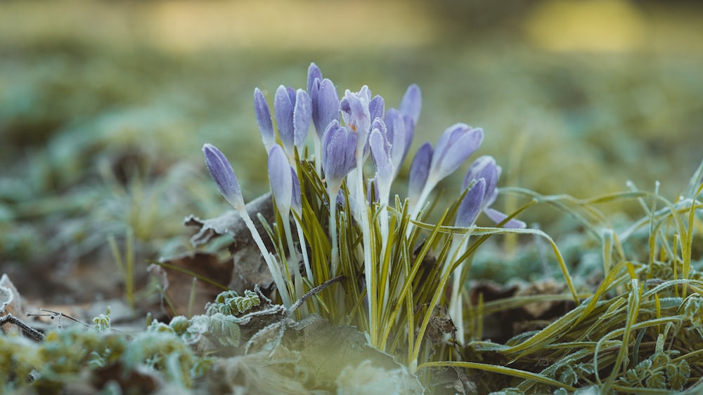 Vibrant Purple Crocus Blooming: A Symbol of Self Improvement and Growth