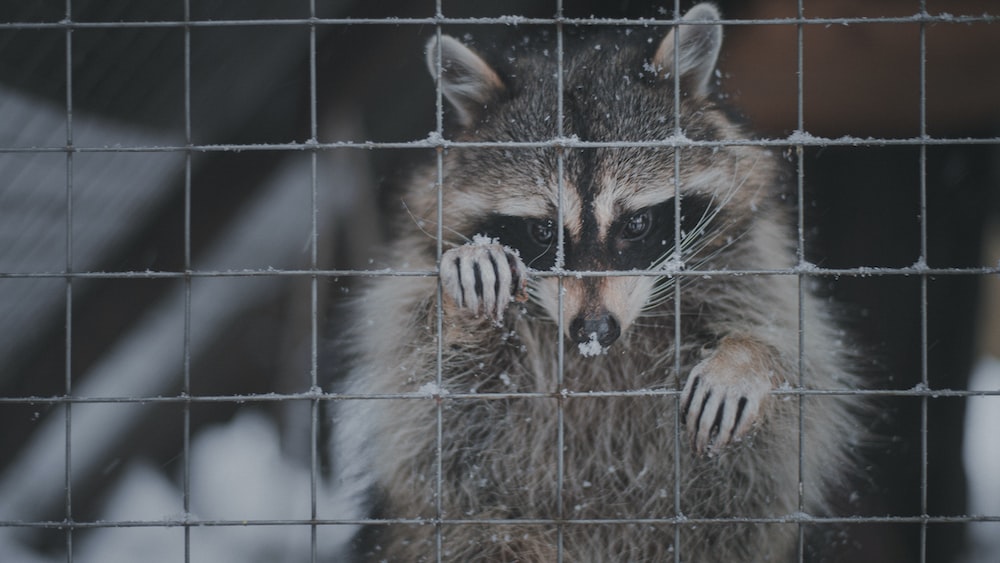 Visualizing Accountability: A Raccoon's Confinement