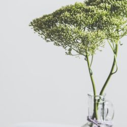 Zen Habits
